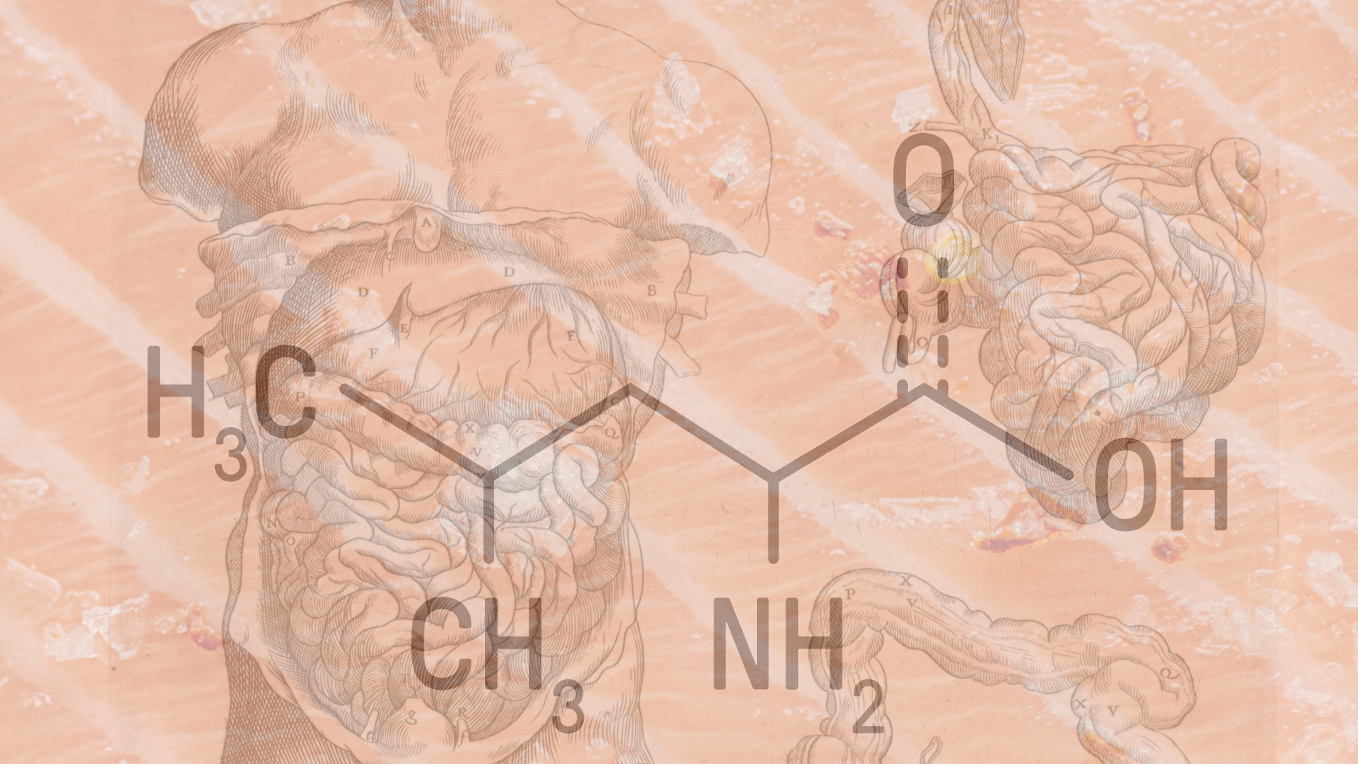 Protein Digestion Steps, and the Protease Enzyme AmplifyeP24