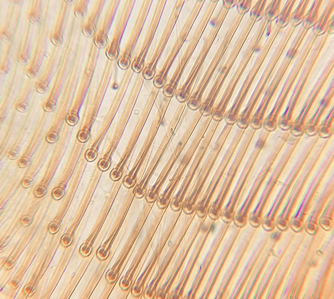 Microscopic view of plant cell walls arranged in curved rows